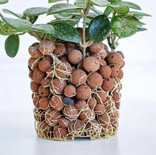 hydroton clay pebbles near me
